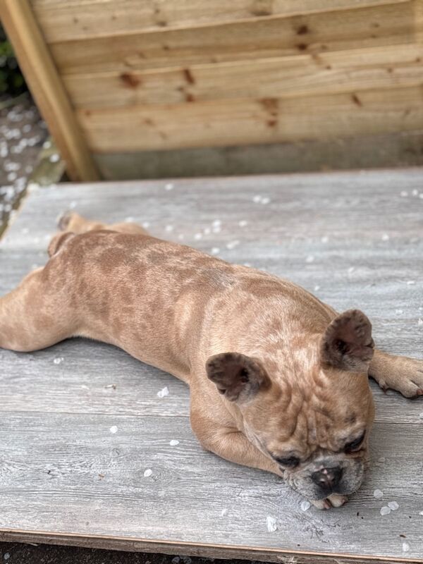 Dapple fawn male frenchie for sale in Harrogate, North Yorkshire
