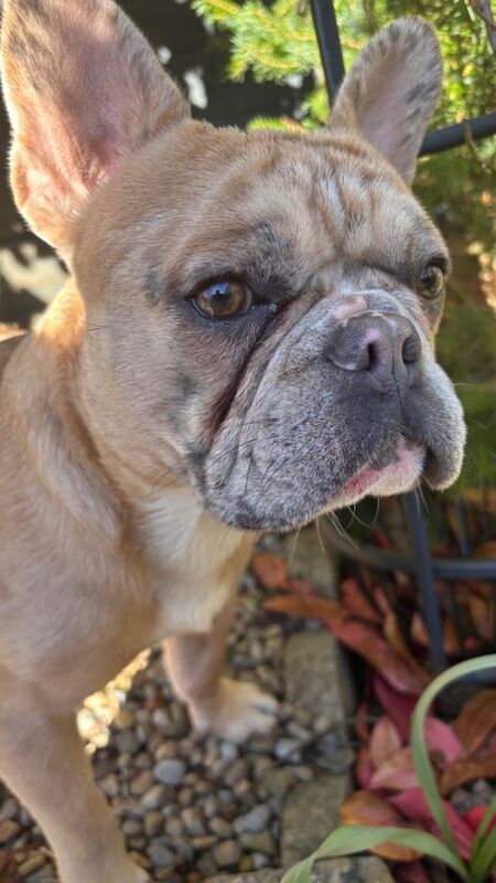 Dapple fawn male frenchie - Image 2 of 4