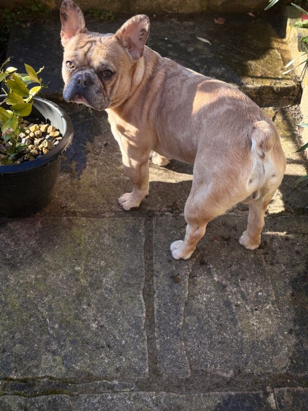 Dapple fawn male frenchie - Image 3 of 4