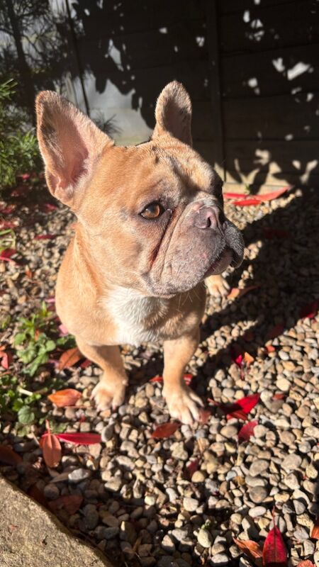 Dapple fawn male frenchie for sale in Harrogate, North Yorkshire | Image 4