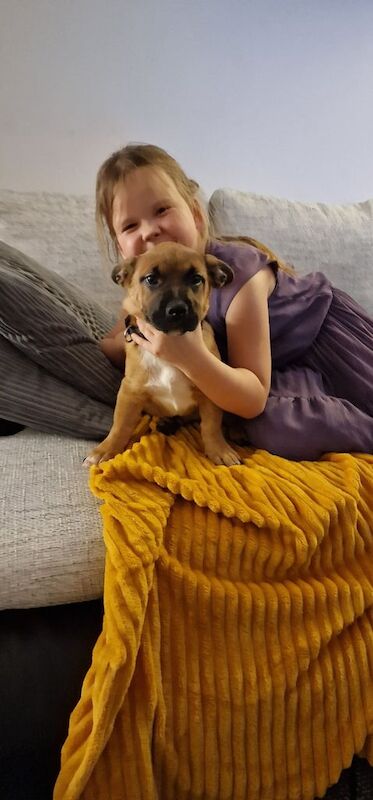 French Bulldog puppies for sale in Hereford, Herefordshire – 1 year old