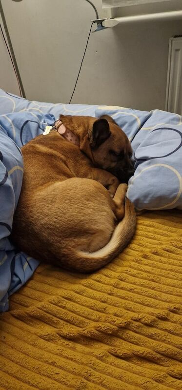 French Bulldog puppies for sale in Hereford, Herefordshire – 1 year old - Image 2 of 3