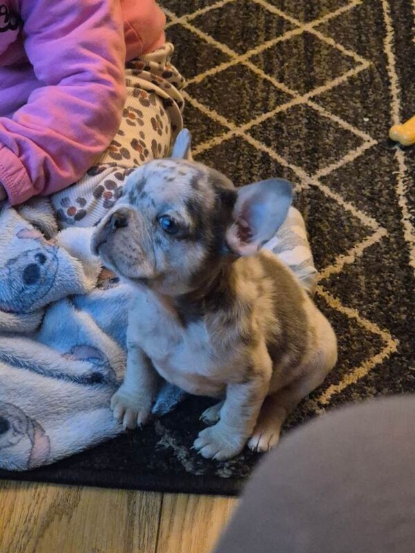 French Bulldog puppies for sale in Larne, County Antrim – 10 weeks old