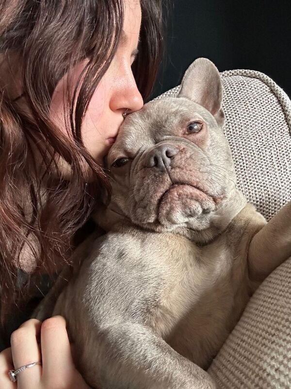 French Bulldog puppies for sale in Somerset – 6 years old