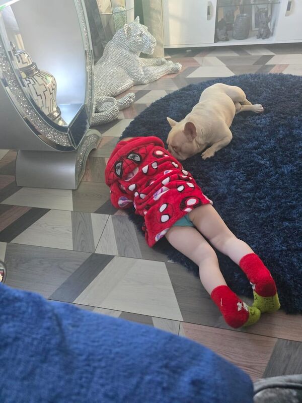 Dog for a good home - Image 2 of 2