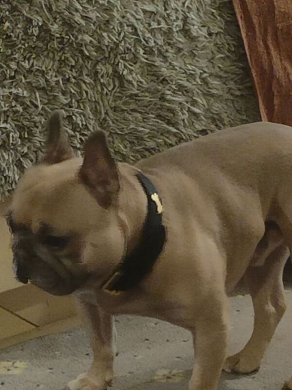 Dog for sale in Ramsgate, Kent