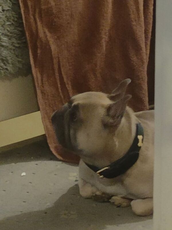 Dog for sale in Ramsgate, Kent | Image 2