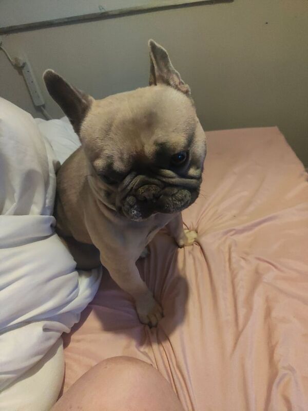 Dog for sale in Ramsgate, Kent | Image 3