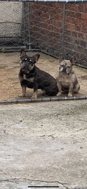 Dog for sale in Bedlington, Northumberland