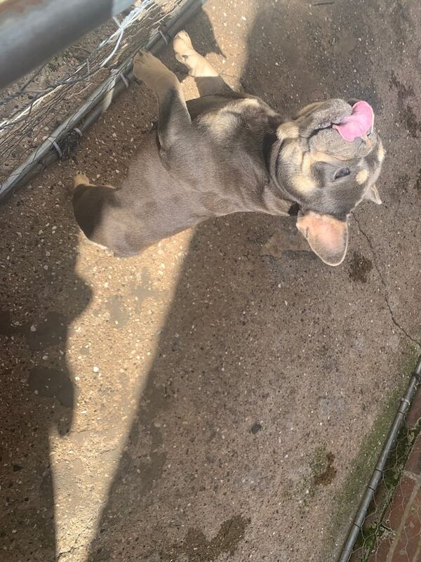 Dog for sale in Bedlington, Northumberland | Image 2