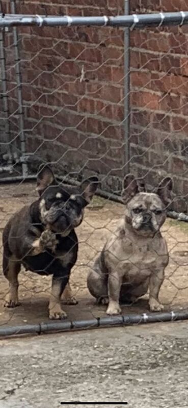 Dog for sale in Bedlington, Northumberland | Image 3