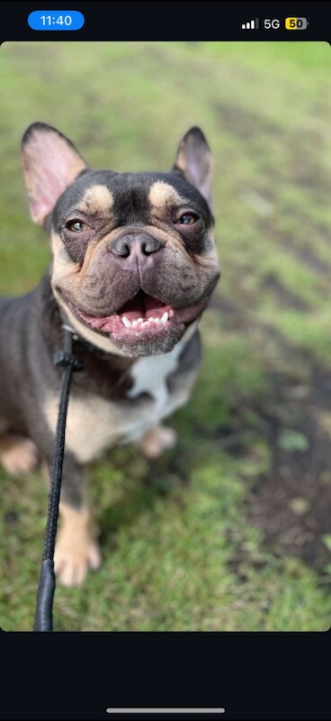 Dog needing rehomed - Image 2 of 2