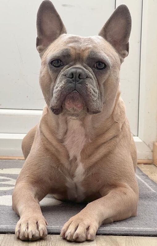 French Bulldog puppies for sale in Sarisbury, Hampshire – 5 years old