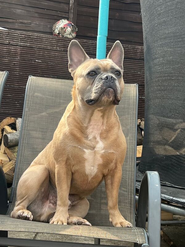 French Bulldog puppies for sale in Sarisbury, Hampshire – 5 years old - Image 2 of 3