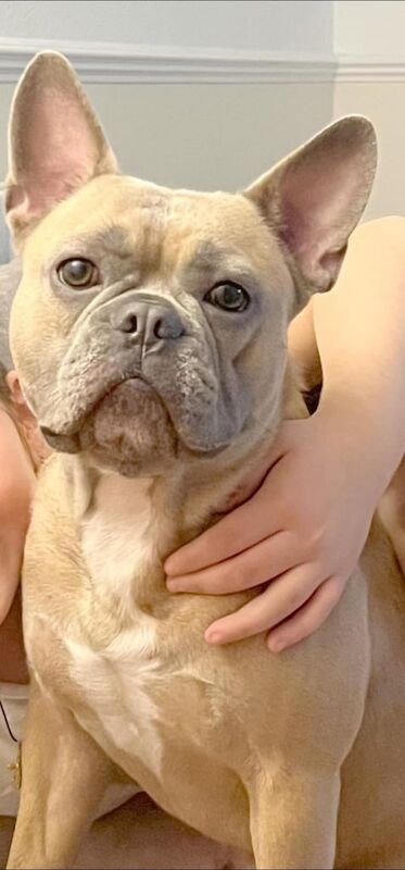 French Bulldog puppies for sale in Sarisbury, Hampshire – 5 years old - Image 3 of 3