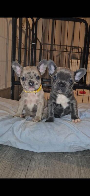 French Bulldog puppies for sale in North Motherwell, Lanarkshire – KC registered, 8 weeks old