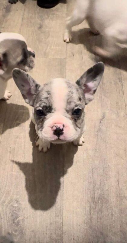 French Bulldog puppies for sale in North Motherwell, Lanarkshire – KC registered, 8 weeks old - Image 2 of 3