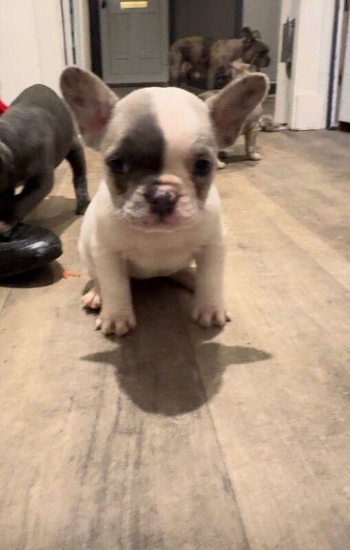 French Bulldog puppies for sale in North Motherwell, Lanarkshire – KC registered, 8 weeks old - Image 3 of 3