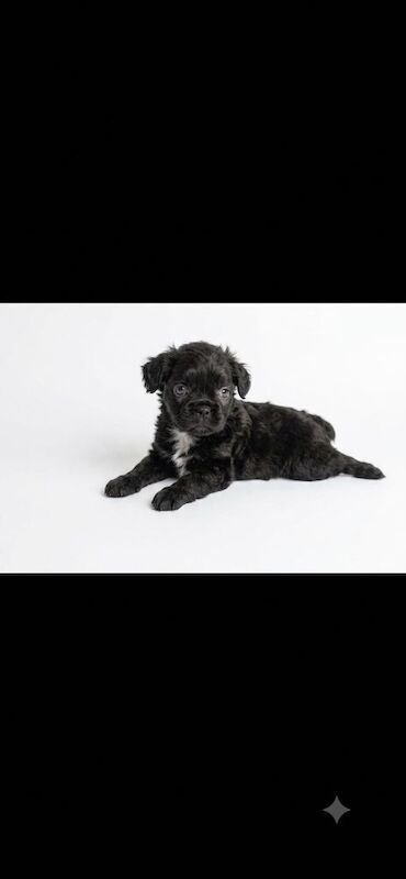Dwkc registered Fluffy frenches