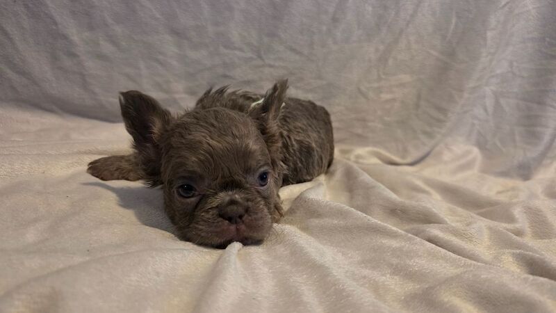 Dwkc registered Fluffy frenches - Image 9 of 15