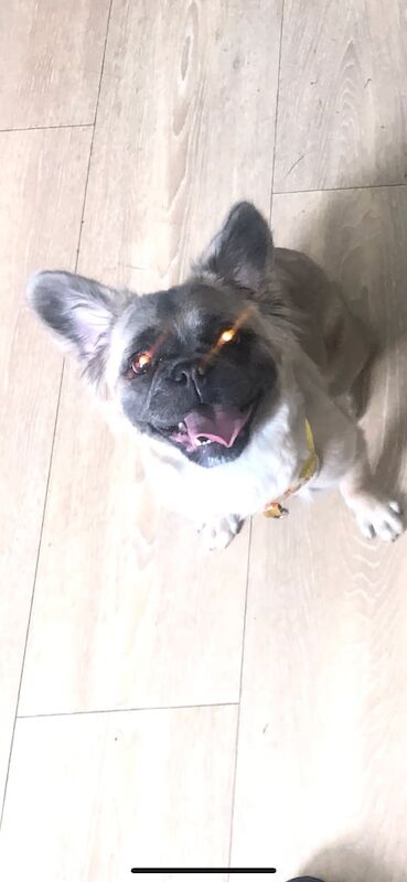 E.A fluffy frenchie for sale in South Side, City of Edinburgh