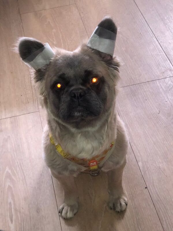 E.A fluffy frenchie for sale in South Side, City of Edinburgh | Image 3