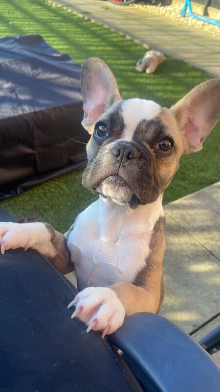 French Bulldog puppies for sale in Southend-on-Sea, Essex – 1 year old