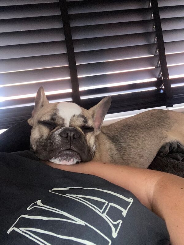 French Bulldog puppies for sale in Southend-on-Sea, Essex – 1 year old - Image 2 of 3