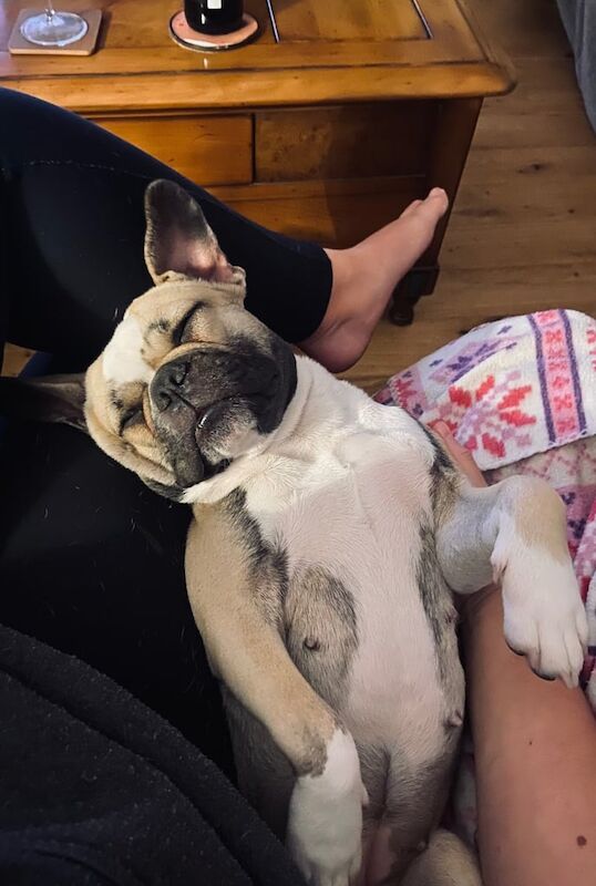 French Bulldog puppies for sale in Southend-on-Sea, Essex – 1 year old - Image 3 of 3