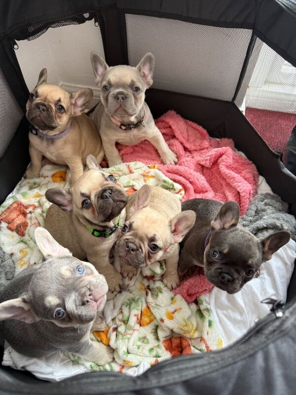 French Bulldog puppies for sale in Bellshill, North Lanarkshire – 7 weeks old