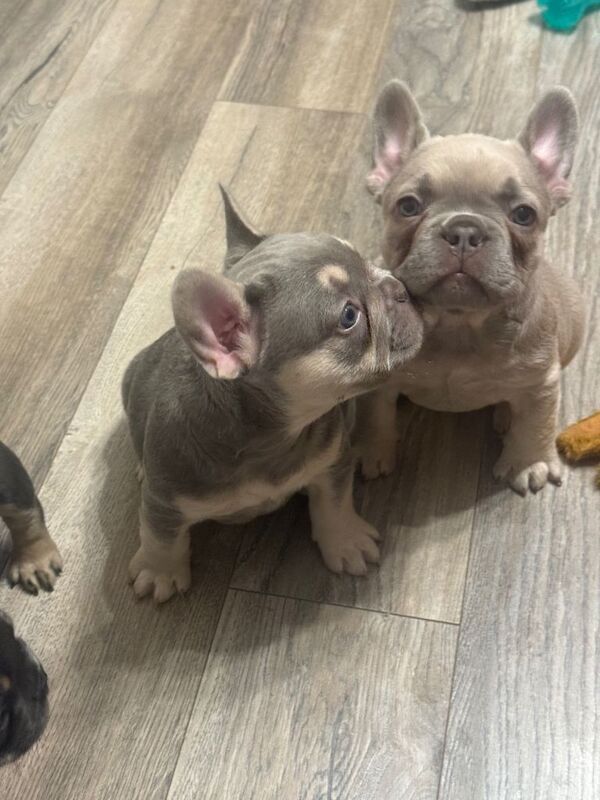French Bulldog puppies for sale in Bellshill, North Lanarkshire – 7 weeks old - Image 2 of 4