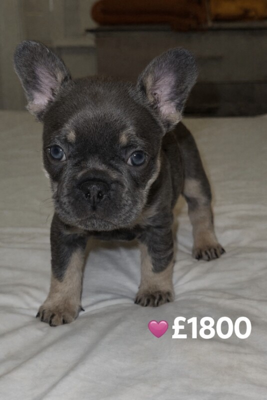 French Bulldog puppies for sale in Bellshill, North Lanarkshire – 7 weeks old - Image 3 of 4