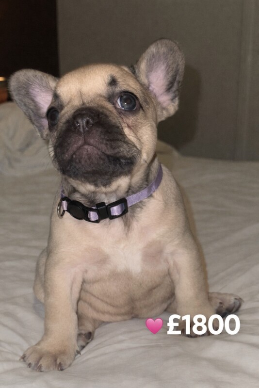 French Bulldog puppies for sale in Bellshill, North Lanarkshire – 7 weeks old - Image 4 of 4