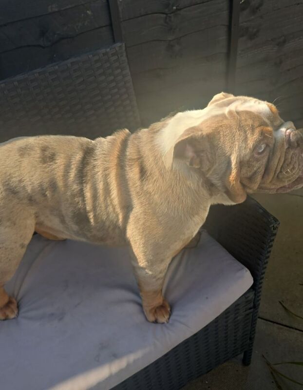 English Bulldog Female - Image 3 of 3