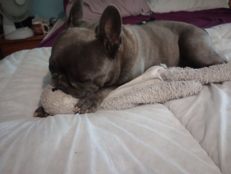 French Bulldog puppies for sale in St Helens, Merseyside – 6 years old
