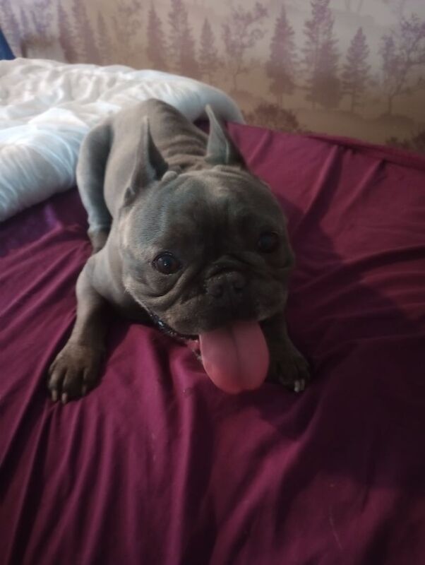 French Bulldog puppies for sale in St Helens, Merseyside – 6 years old - Image 2 of 3