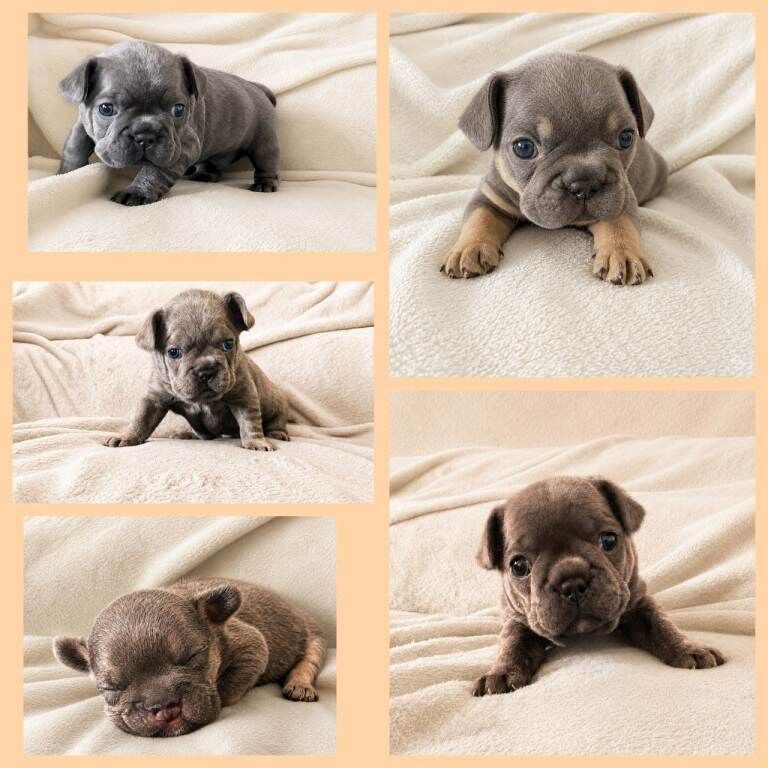 Exceptional KC French Bulldog Puppies