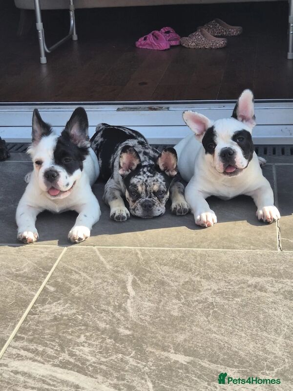 French Bulldog puppies for sale in Stourbridge, West Midlands – KC registered, 4 months old