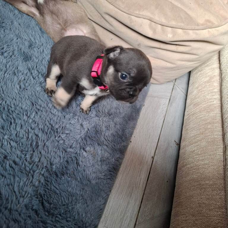 Exotic fluffy french balldogs - Image 3 of 6