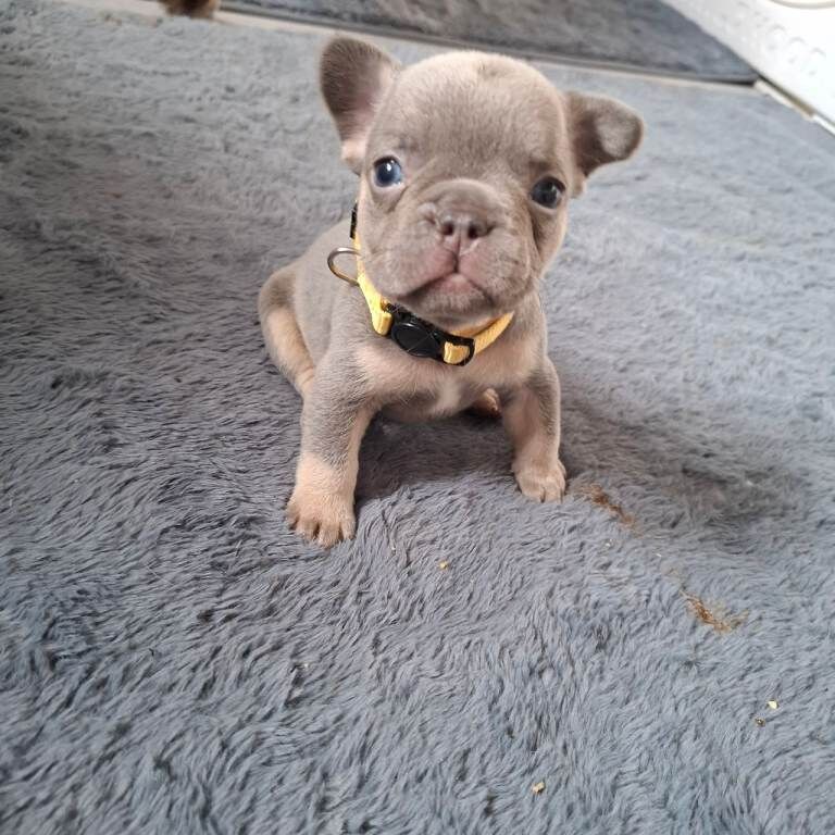 Exotic fluffy french balldogs - Image 4 of 6