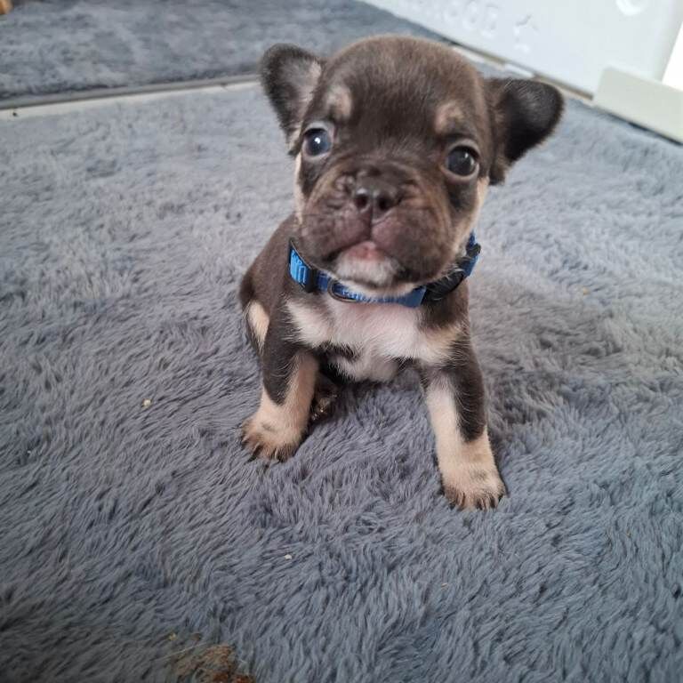 Exotic fluffy french balldogs - Image 5 of 6