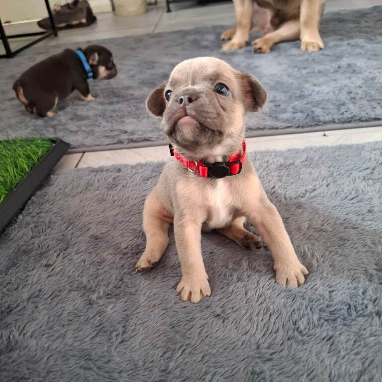 Exotic fluffy french balldogs - Image 6 of 6