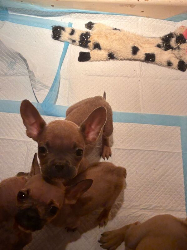 French Bulldog puppies for sale in Sidmouth, Devon – 3 months old