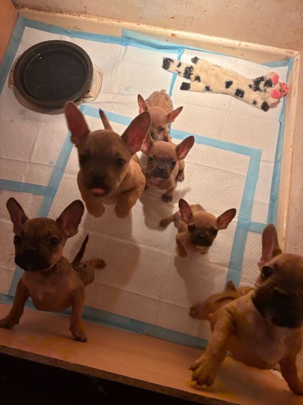 French Bulldog puppies for sale in Sidmouth, Devon – 3 months old - Image 2 of 6