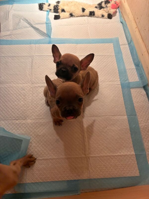 French Bulldog puppies for sale in Sidmouth, Devon – 3 months old - Image 3 of 6