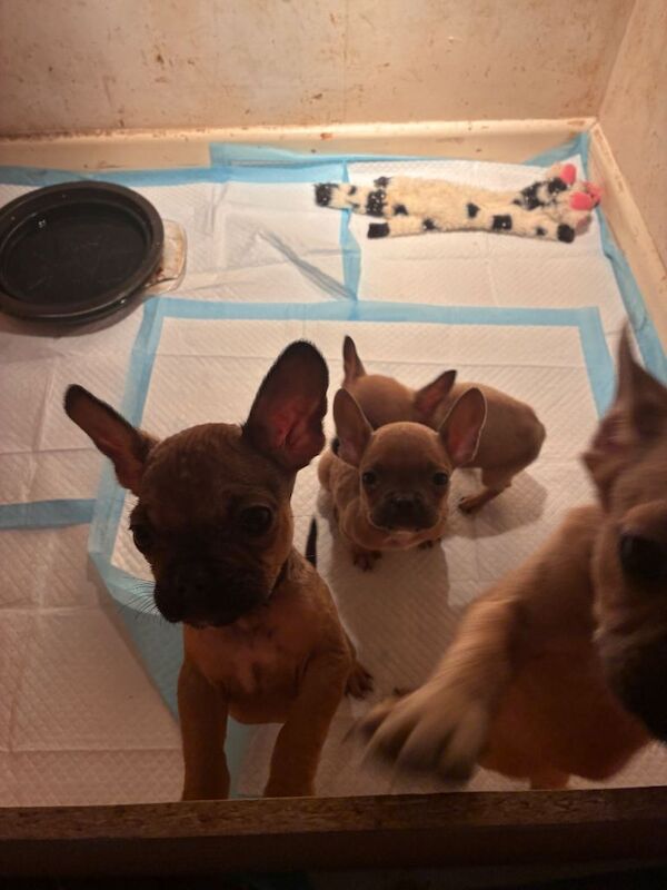 French Bulldog puppies for sale in Sidmouth, Devon – 3 months old - Image 4 of 6
