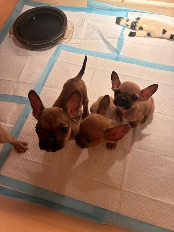 French Bulldog puppies for sale in Sidmouth, Devon – 3 months old - Image 5 of 6