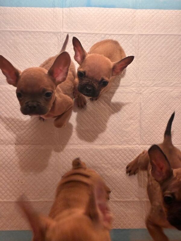 French Bulldog puppies for sale in Sidmouth, Devon – 3 months old - Image 6 of 6