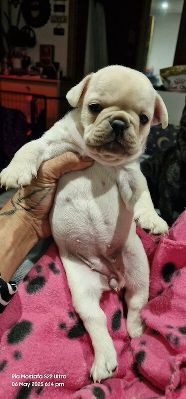 Fabulous joyful puppies for sale in London, Greater London