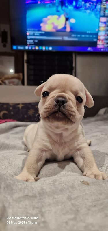 Fabulous joyful puppies for sale in London, Greater London - Image 2